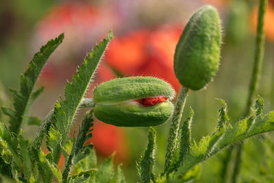 Close-up of poppy plant