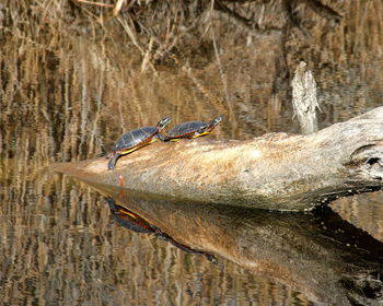 A pair of red eared slider turtles in a swamp 