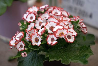 Close-up high angle view of flowers