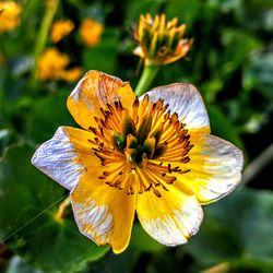 Close-up of yellow flower