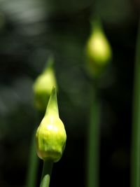 Close-up of plant