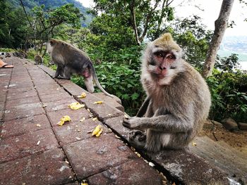 Portrait of monkey sitting on tree