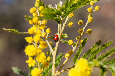 Ladybug on plant