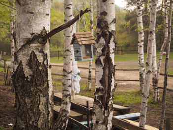 Close-up of tree trunk in forest