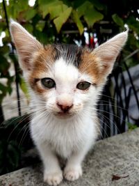 Close-up portrait of cat