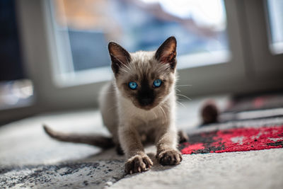 Portrait of kitten on floor