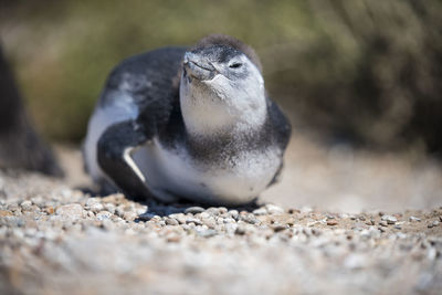 Close-up of bird on rock