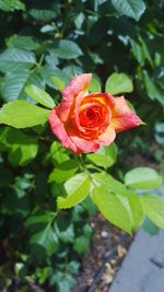 Close-up of red rose blooming outdoors