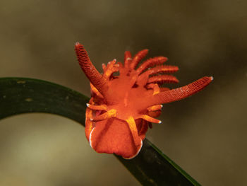 Close-up of orange flower