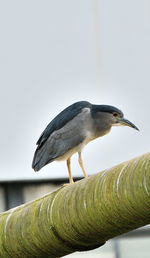 Low angle view of black crowned night heron perching on pipe