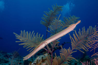 Fish swimming in sea