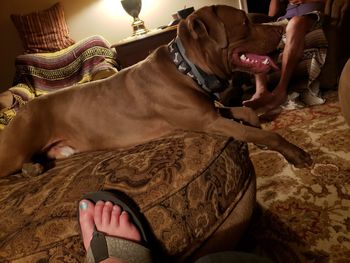 Low section of woman with dog relaxing at home