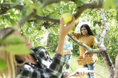 Women picking apples
