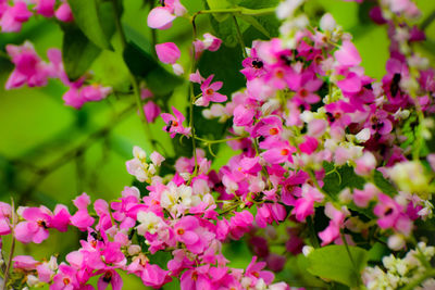 Close-up of pink flowering plants