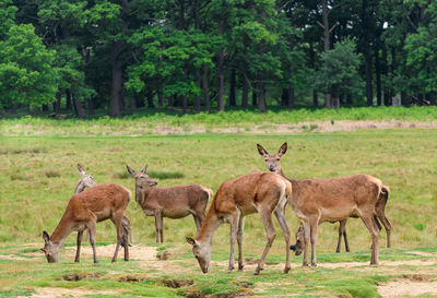 Herd of deer in the forest