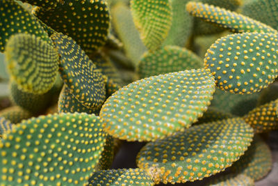 Full frame shot of succulent plant