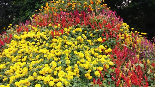 Close-up of colorful flowers in garden