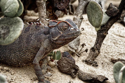 Close-up of lizard on rock