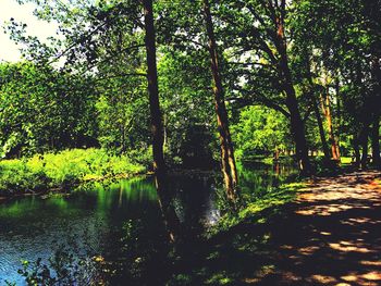 Scenic view of lake in forest