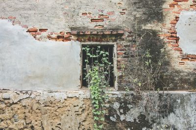 Plants against wall
