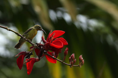 Close-up of red flower on plant