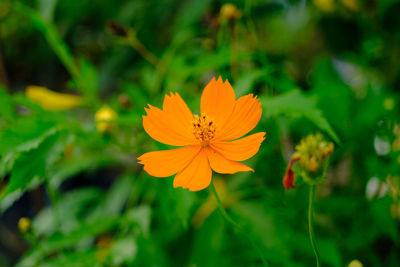 Close-up of orange flowering plant