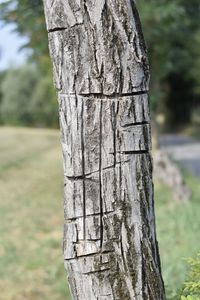 Close-up of tree trunk in forest