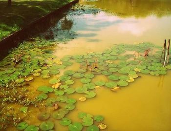 Reflection of trees in pond