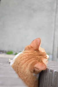 Rear view of a cat