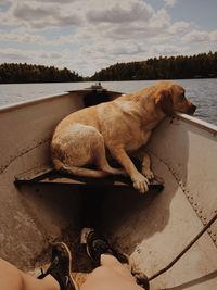 Dog relaxing on boat sailing in lake