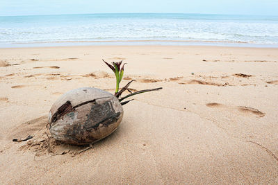 Coconut on beach against sky