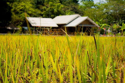 House on field against trees and houses