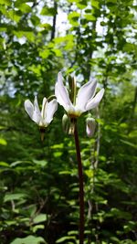 Close-up of white flowers