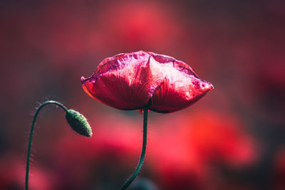 Close-up of red rose flower bud