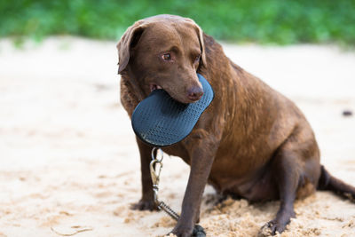 Dog looking away on field