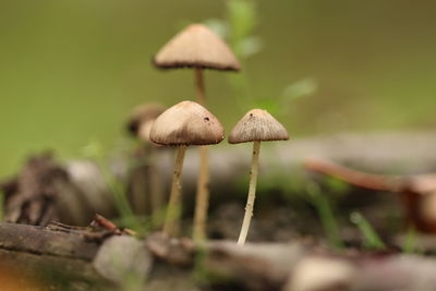 Close-up of mushroom growing on land