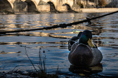 Duck swimming in lake