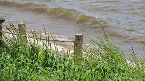 Close-up of grass on beach