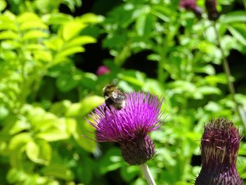 Close-up of honey bee on thistle