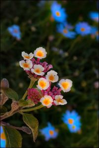 Close-up of flowers against blurred background