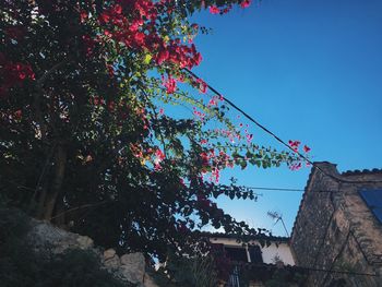 Low angle view of trees against clear sky