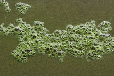 High angle view of starfish on beach