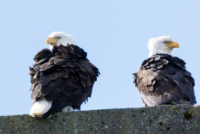 Low angle view of birds perching on ground against sky