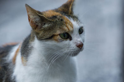 Close-up of a cat looking away