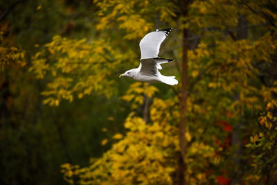 Close-up of bird flying against blurred background