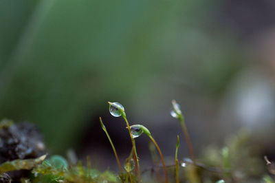 Close-up of dew drops on plant