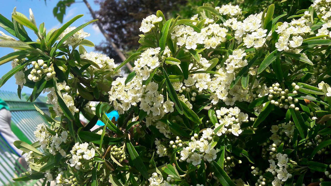 flower, growth, plant, white color, freshness, fragility, nature, blooming, beauty in nature, green color, petal, in bloom, leaf, day, outdoors, tree, no people, close-up, white, field