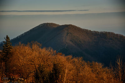 Scenic view of forest against sky during autumn