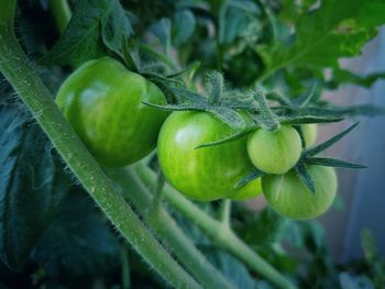 Close-up of fruit growing on plant