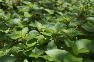 Close-up of leaves